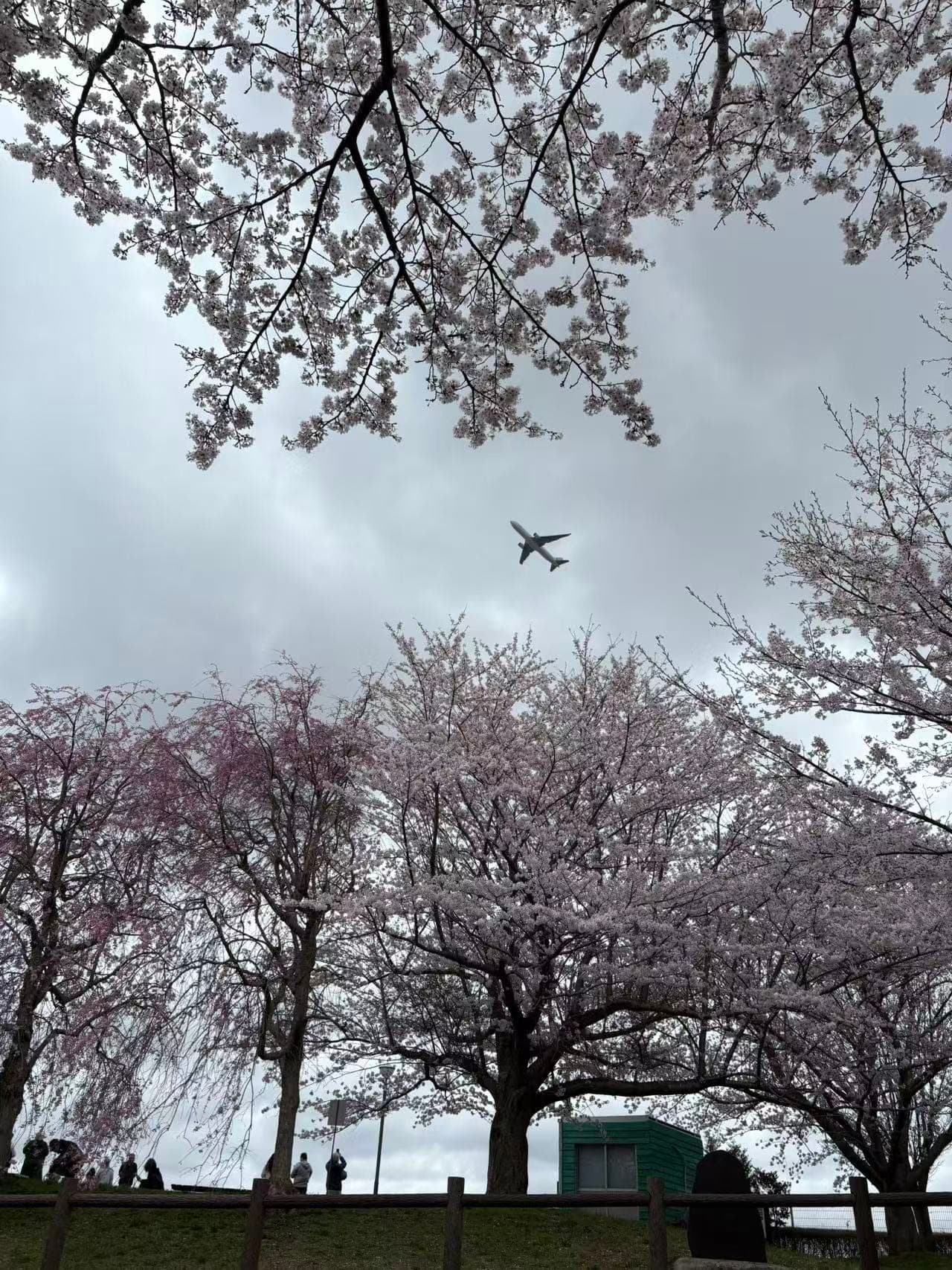 Taxi de Aeropuerto en Tokio